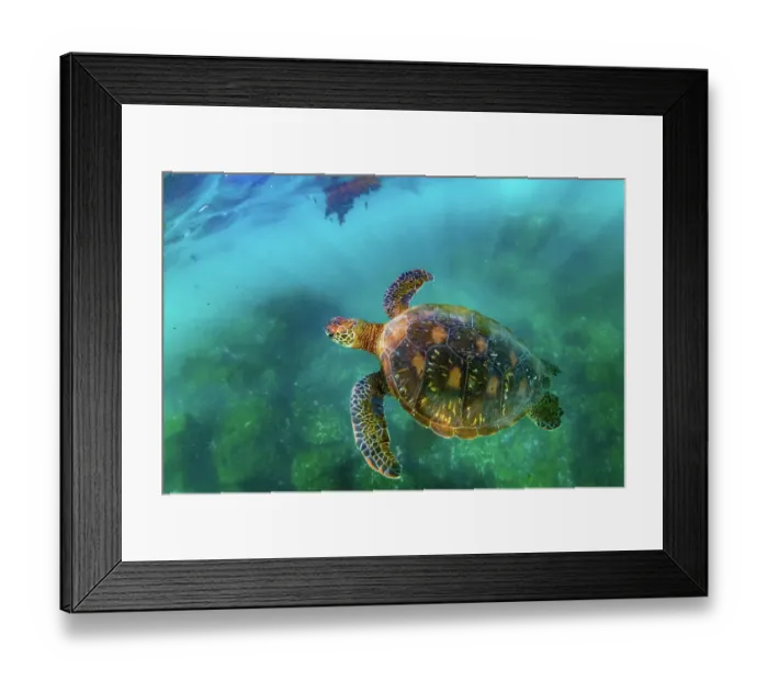 Framed Print : Green sea turtle (Chelonia mydas), yellow morph, swimming in shallows, Post Office Bay, Floreana Island, Galapagos Islands, Ecuador. Pacific Ocean Framed Print : Green sea turtle (Chelonia mydas), yellow morph, swimming in shallows, Post Office Bay, Floreana Island, Galapagos Islands, Ecuador. Pacific Ocean
