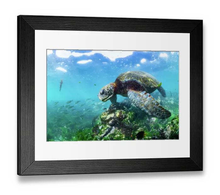 Framed Print : Green sea turtle (Chelonia mydas) with shoals of damselfish (Pomacentridae) swimming through coral reef, Post Office Bay, Floreana Island, Galapagos Islands, Ecuador. Pacific Ocean Framed Print : Green sea turtle (Chelonia mydas) with shoals of damselfish (Pomacentridae) swimming through coral reef, Post Office Bay, Floreana Island, Galapagos Islands, Ecuador. Pacific Ocean