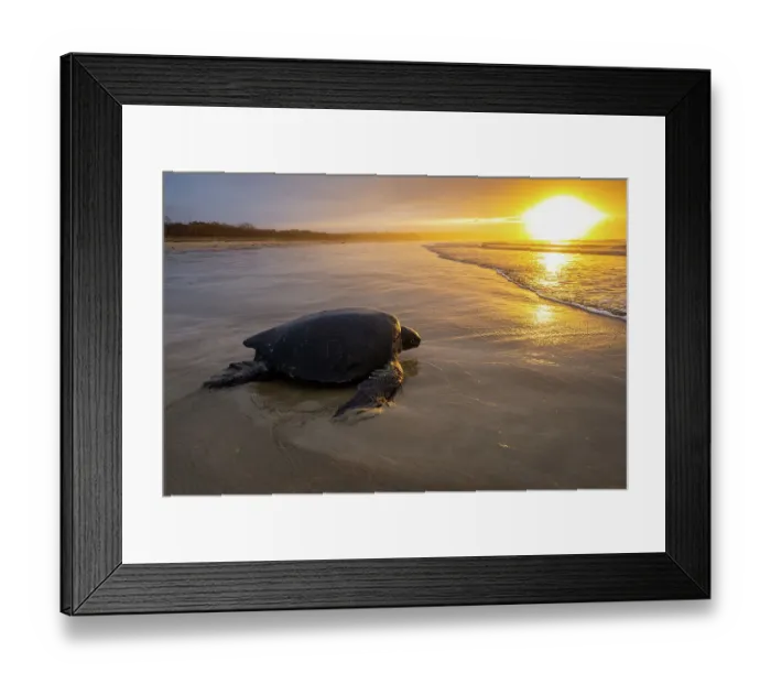 Framed Print : Green sea turtle (Chelonia mydas) basking on beach at sunrise, Galapagos Islands, Quinta Playa, Isabela Island, Galapagos Islands, Ecuador. Pacific Ocean Framed Print : Green sea turtle (Chelonia mydas) basking on beach at sunrise, Galapagos Islands, Quinta Playa, Isabela Island, Galapagos Islands, Ecuador. Pacific Ocean