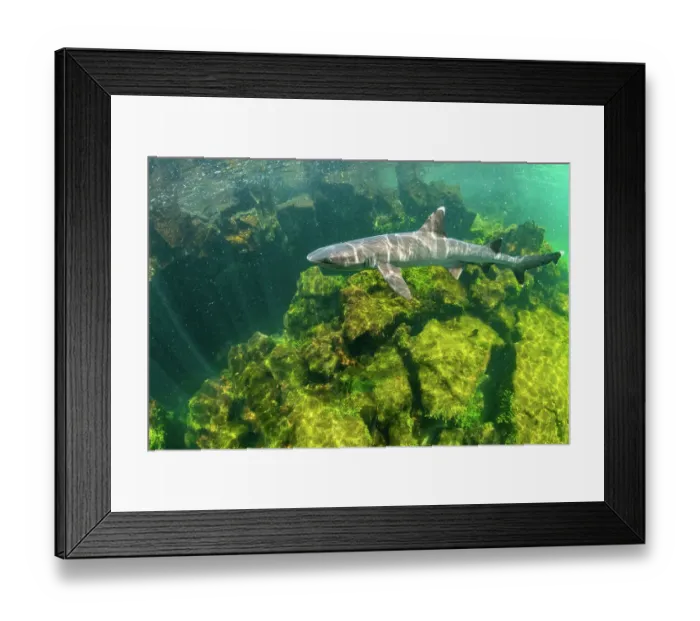 Framed Print : Whitetip reef shark (Triaenodon obesus) swimming in shallows, El Finado, Isabela Island, Galapagos Islands, Ecuador. Pacific Ocean Framed Print : Whitetip reef shark (Triaenodon obesus) swimming in shallows, El Finado, Isabela Island, Galapagos Islands, Ecuador. Pacific Ocean