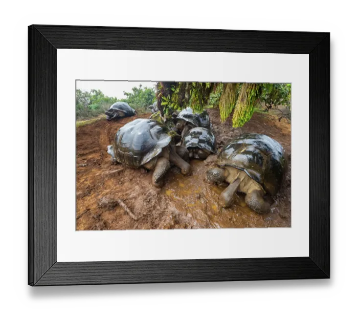 Framed Print : Alcedo giant tortoises (Chelonoidis vandenburghi) drinking from fog-drip puddles under mossy trees on caldera rim during dry season, Alcedo Volcano, Isabela Island, Galapagos Islands, Ecuador Framed Print : Alcedo giant tortoises (Chelonoidis vandenburghi) drinking from fog-drip puddles under mossy trees on caldera rim during dry season, Alcedo Volcano, Isabela Island, Galapagos Islands, Ecuador