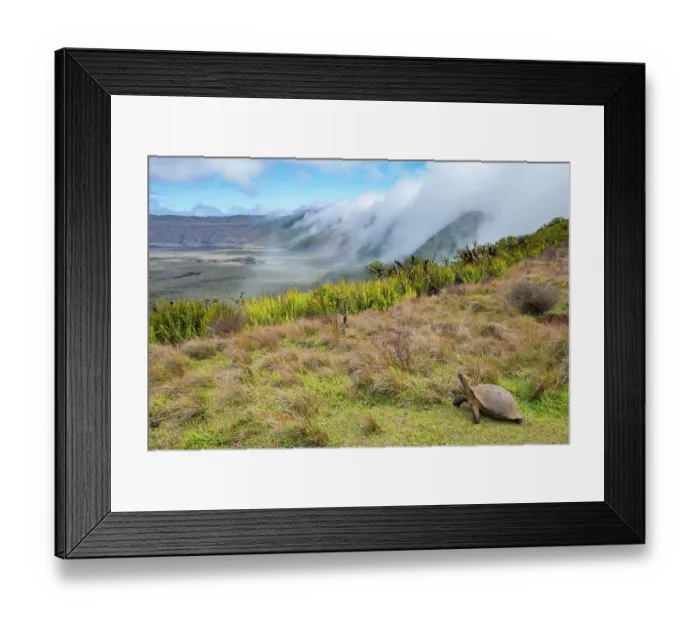 Framed Print : Alcedo giant tortoise (Chelonoidis vandenburghi) walking around caldera rim with fog rolling in during dry season, Alcedo Volcano, Isabela Island, Galapagos Islands, Ecuador Framed Print : Alcedo giant tortoise (Chelonoidis vandenburghi) walking around caldera rim with fog rolling in during dry season, Alcedo Volcano, Isabela Island, Galapagos Islands, Ecuador