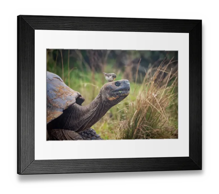 Framed Print : Darwin's Small ground finch (Geospiza fuliginosa) cleaning Alcedo giant tortoise (Chelonoidis vandenburghi) of ticks, Alcedo Volcano, Isabela Island, Galapagos Islands, Ecuador Framed Print : Darwin's Small ground finch (Geospiza fuliginosa) cleaning Alcedo giant tortoise (Chelonoidis vandenburghi) of ticks, Alcedo Volcano, Isabela Island, Galapagos Islands, Ecuador