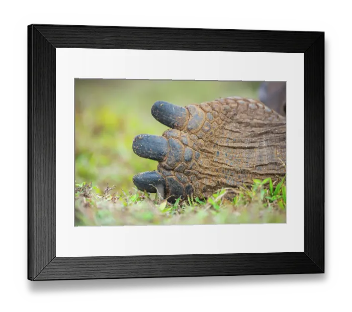 Framed Print : Detail of hind toes of Alcedo giant tortoise (Chelonoidis vandenburghi), Alcedo Volcano, Isabela Island, Galapagos Islands, Ecuador Framed Print : Detail of hind toes of Alcedo giant tortoise (Chelonoidis vandenburghi), Alcedo Volcano, Isabela Island, Galapagos Islands, Ecuador