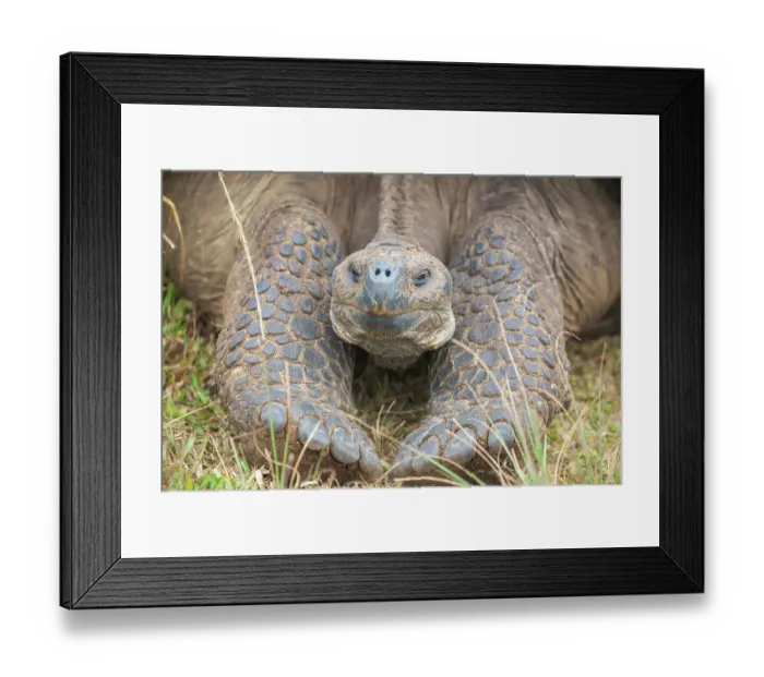 Framed Print : Alcedo giant tortoise (Chelonoidis vandenburghi) resting during dry season, Alcedo Volcano, Isabela Island, Galapagos, Ecuador Framed Print : Alcedo giant tortoise (Chelonoidis vandenburghi) resting during dry season, Alcedo Volcano, Isabela Island, Galapagos, Ecuador