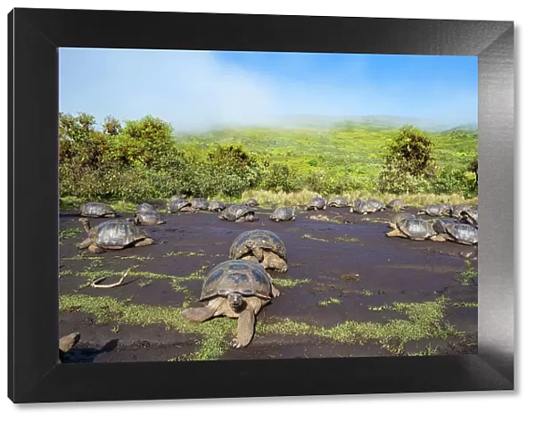 Alcedo giant tortoises (Chelonoidis vandenburghi) gathering together to drink from drizzle puddles on flat lava during dry season, Alcedo Volcano, Isabela Island, Galapagos Islands, Ecuador
