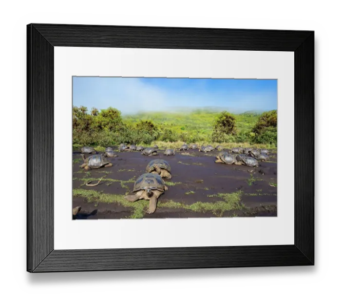 Framed Print : Alcedo giant tortoises (Chelonoidis vandenburghi) gathering together to drink from drizzle puddles on flat lava during dry season, Alcedo Volcano, Isabela Island, Galapagos Islands, Ecuador Framed Print : Alcedo giant tortoises (Chelonoidis vandenburghi) gathering together to drink from drizzle puddles on flat lava during dry season, Alcedo Volcano, Isabela Island, Galapagos Islands, Ecuador