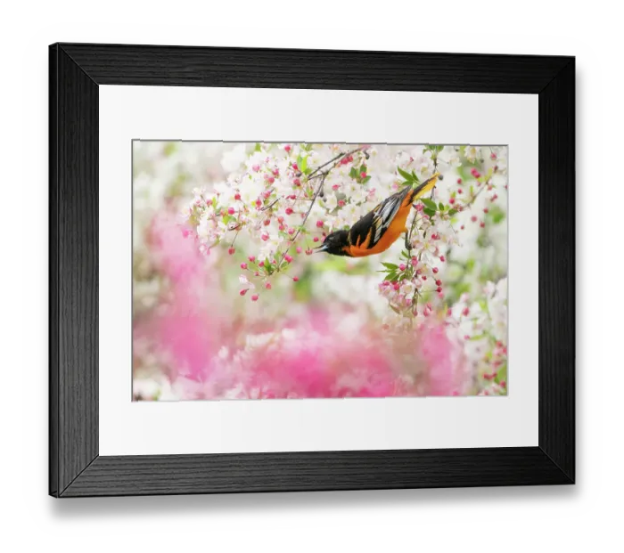Framed Print : Male Baltimore oriole (Icterus galbula) foraging in flowering Crabapple (Malus sp. ) tree in spring, Ithaca, New York, USA. May Framed Print : Male Baltimore oriole (Icterus galbula) foraging in flowering Crabapple (Malus sp. ) tree in spring, Ithaca, New York, USA. May