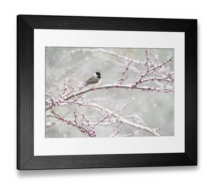 Framed Print : Black-capped chickadee (Poecile atricapilla) perched in snow-covered Eastern redbud (Cercis canadensis) tree during spring snowstorm, Freeville, New York, USA. April Framed Print : Black-capped chickadee (Poecile atricapilla) perched in snow-covered Eastern redbud (Cercis canadensis) tree during spring snowstorm, Freeville, New York, USA. April
