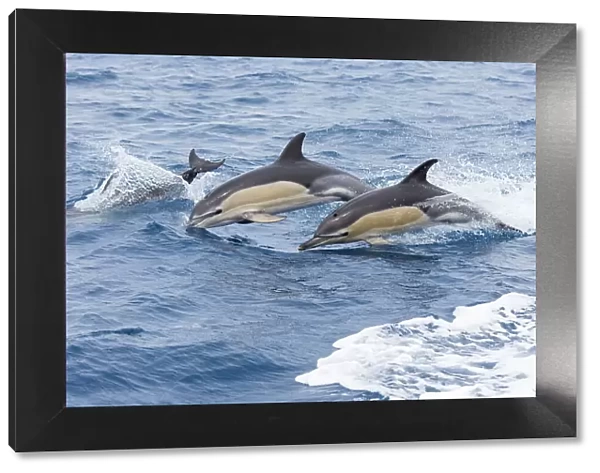 Common dolphin pod (Delphinus delphis) jporposing, Horta island, Azores, Atlantic Ocean
