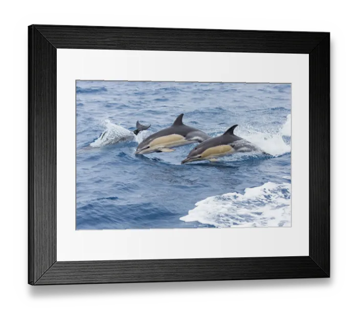 Framed Print : Common dolphin pod (Delphinus delphis) jporposing, Horta island, Azores, Atlantic Ocean Framed Print : Common dolphin pod (Delphinus delphis) jporposing, Horta island, Azores, Atlantic Ocean
