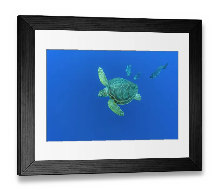 Framed Print : Loggerhead sea turtle (Caretta caretta) accompanied by Imperial blackfish (Schedophilus ovalis) swimming, Vulnerable (IUCN). Azores, Atlantic Ocean Framed Print : Loggerhead sea turtle (Caretta caretta) accompanied by Imperial blackfish (Schedophilus ovalis) swimming, Vulnerable (IUCN). Azores, Atlantic Ocean