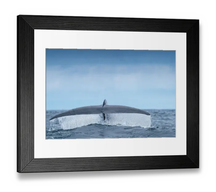 Framed Print : Tail fluke of Blue whale (Balaenoptera musculus) diving. Azores, Atlantic Ocean Framed Print : Tail fluke of Blue whale (Balaenoptera musculus) diving. Azores, Atlantic Ocean