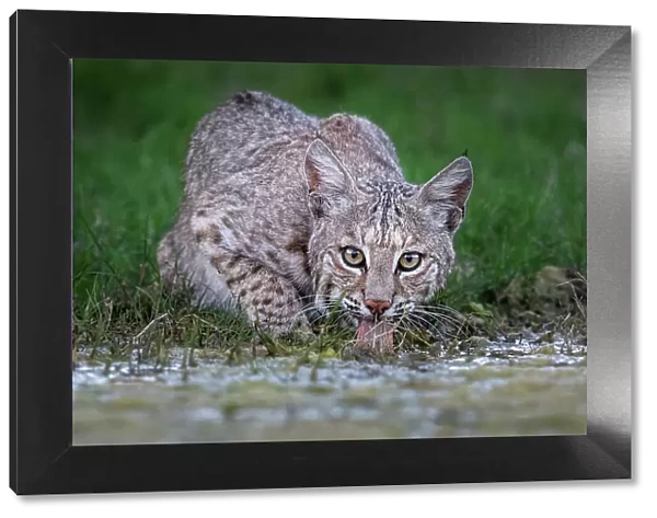 American bobcat (Lynx rufus) male, drinking at water's edge, Texas, USA. April