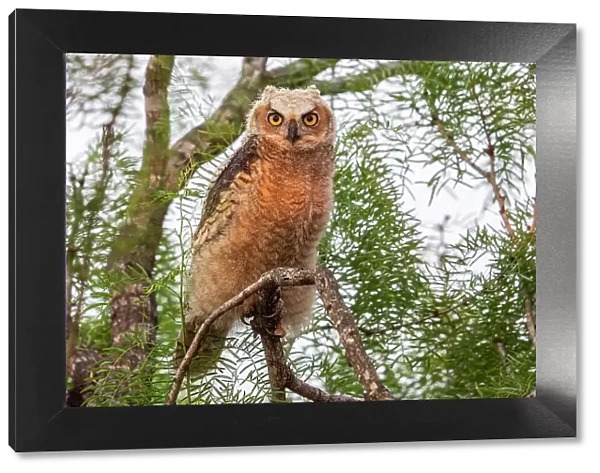 Great horned owl (Bubo virginianus) juvenile, perched on branch, Texas, USA. May
