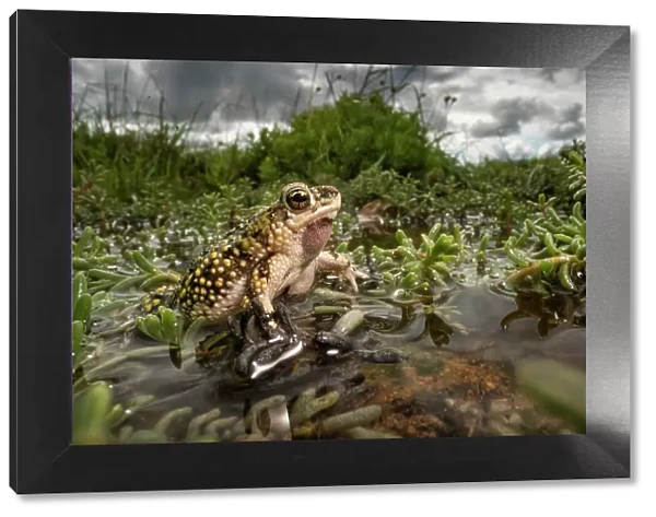 Green toad (bufo debilis) crawling over aquatic plants in shallow water, Texas, USA. June