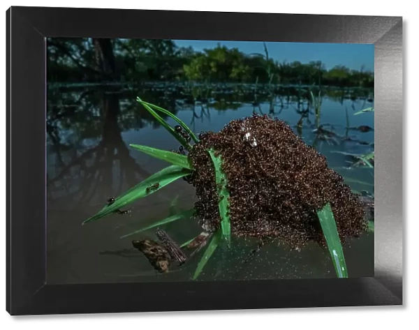Fire ants (Solenopsis sp. ) swarm making a raft to float in water, Texas, USA. June