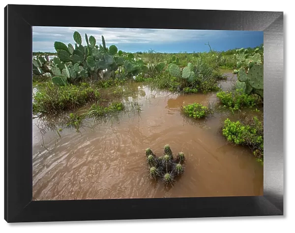 Water flooding across Prickly pear (Opuntia sp. ) landscape, South Texas, USA. May, 2021
