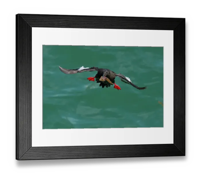 Framed Print : Black guillemot (Cepphus grylle) holding fish in beak, flying back to nest, Portpatrick, Dumfries and Galloway, Scotland. June Framed Print : Black guillemot (Cepphus grylle) holding fish in beak, flying back to nest, Portpatrick, Dumfries and Galloway, Scotland. June