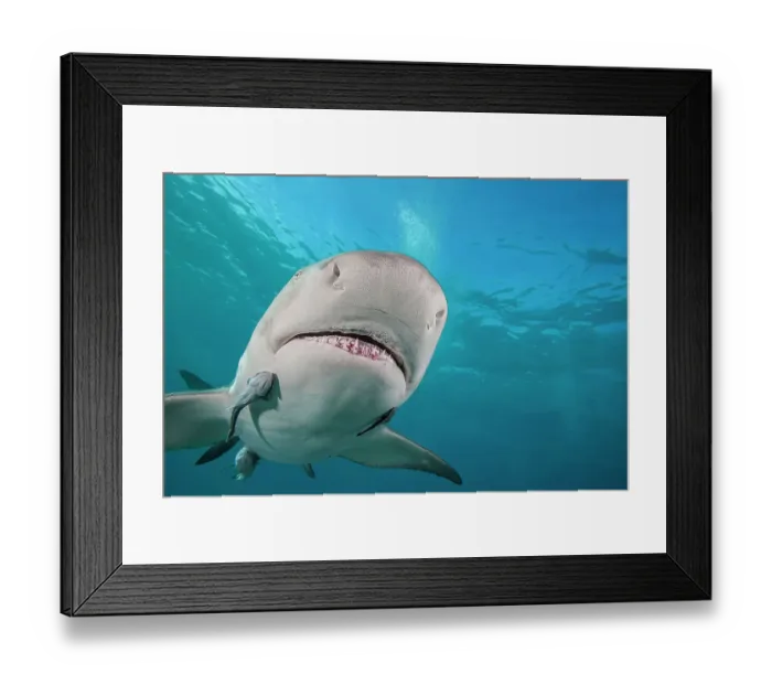 Framed Print : Lemon shark (Negaprion brevirostris) swimming with Remoras (Echeneidae), West End, Grand Bahamas, Atlantic Ocean Framed Print : Lemon shark (Negaprion brevirostris) swimming with Remoras (Echeneidae), West End, Grand Bahamas, Atlantic Ocean
