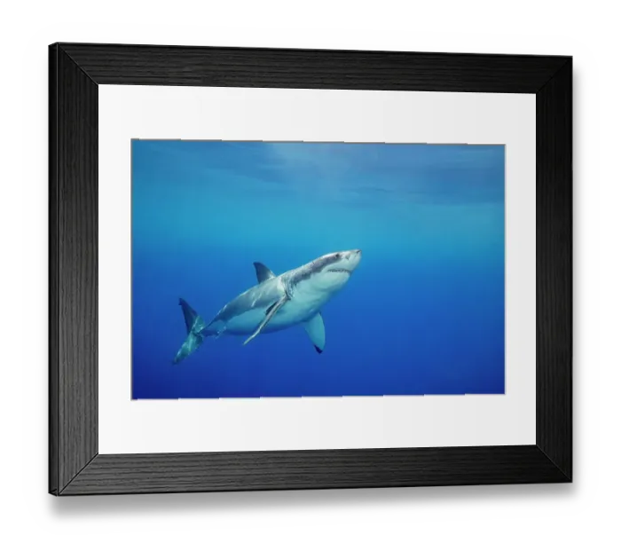 Framed Print : Great white shark (Carcharodon carcharias) swimming, Guadalupe Island, Mexico, Pacific Ocean Framed Print : Great white shark (Carcharodon carcharias) swimming, Guadalupe Island, Mexico, Pacific Ocean