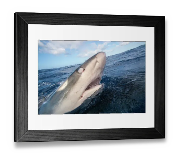 Framed Print : Galapagos shark (Carcharhinus galapagensis), listed as potentially dangerous, at sea surface, with nictitating membrane covering its eye, Hawaii, Pacific Ocean Framed Print : Galapagos shark (Carcharhinus galapagensis), listed as potentially dangerous, at sea surface, with nictitating membrane covering its eye, Hawaii, Pacific Ocean