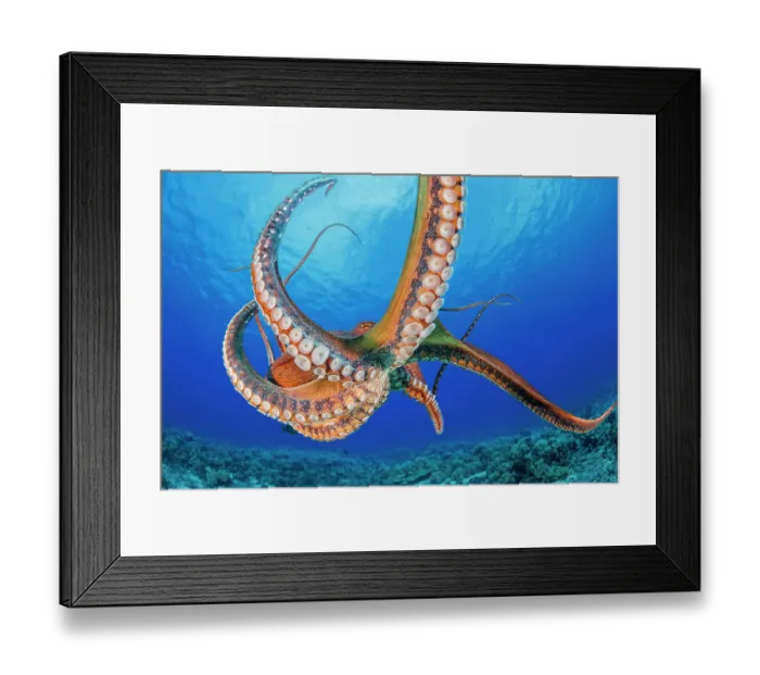 Framed Print : Day octopus (Octopus cyanea), occurs in both Pacific and Indian Oceans, from Hawaii to eastern coast of Africa, moving across coral reef, Hawaii, Pacific Ocean Framed Print : Day octopus (Octopus cyanea), occurs in both Pacific and Indian Oceans, from Hawaii to eastern coast of Africa, moving across coral reef, Hawaii, Pacific Ocean