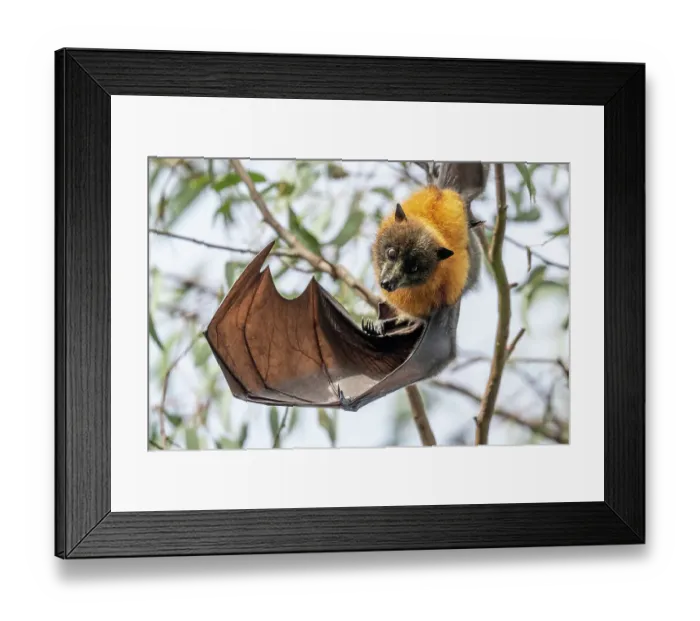 Framed Print : Grey-headed flying-fox bat (Pteropus poliocephalus) hanging from branch looking down with wing extended, Yarra Bend Park, Victoria, Australia. Cropped Framed Print : Grey-headed flying-fox bat (Pteropus poliocephalus) hanging from branch looking down with wing extended, Yarra Bend Park, Victoria, Australia. Cropped