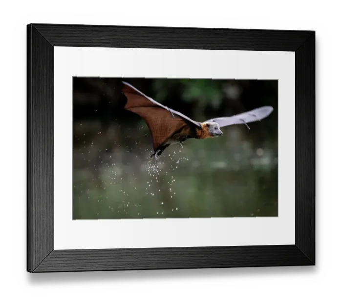 Framed Print : Grey-headed flying-fox bat (Pteropus poliocephalus) in flight just after dipping in water, with water dripping off, Yarra Bend Park, Victoria, Australia Framed Print : Grey-headed flying-fox bat (Pteropus poliocephalus) in flight just after dipping in water, with water dripping off, Yarra Bend Park, Victoria, Australia