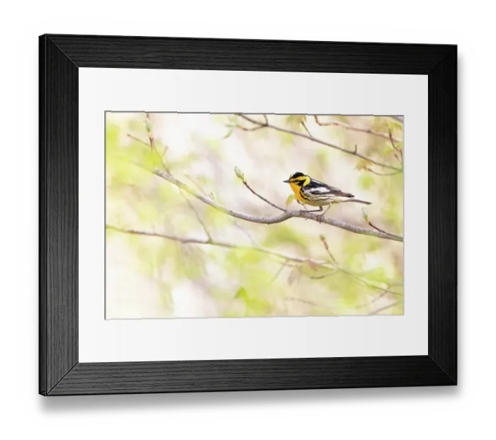 Framed Print : Blackburnian warbler (Dendroica fusca) male in breeding plumage, on branch with newly-emerging leaves in spring, near Salamanca, New York, USA, May Framed Print : Blackburnian warbler (Dendroica fusca) male in breeding plumage, on branch with newly-emerging leaves in spring, near Salamanca, New York, USA, May