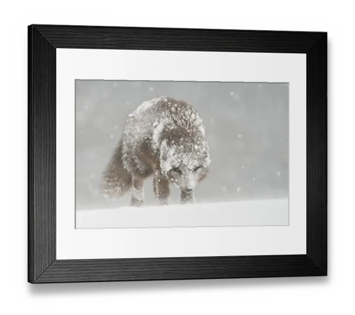 Framed Print : Female Arctic fox (Vulpes lagopus) in snow, Hornstrandir, Iceland. Blue colour morph in winter coat. February Framed Print : Female Arctic fox (Vulpes lagopus) in snow, Hornstrandir, Iceland. Blue colour morph in winter coat. February