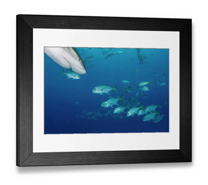 Framed Print : Horse-eye jack fish (Caranx latus) schooling around Caribbean reef sharks (Carcharhinus perezi) near Eleuthera Island, Bahamas, North Atlantic Ocean
