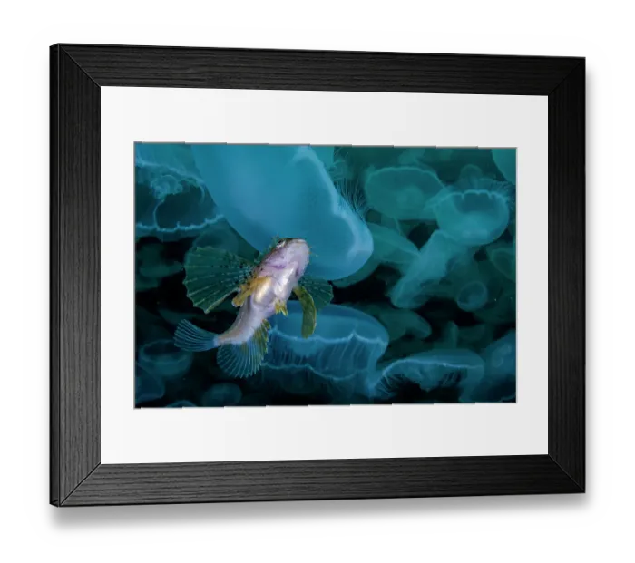 Framed Print : Crested sculpin (Blepsias bilobus) hiding in smack of Moon jellyfish (Aurelia aurita), Prince William Sound, Alaska, USA, Pacific Ocean Framed Print : Crested sculpin (Blepsias bilobus) hiding in smack of Moon jellyfish (Aurelia aurita), Prince William Sound, Alaska, USA, Pacific Ocean