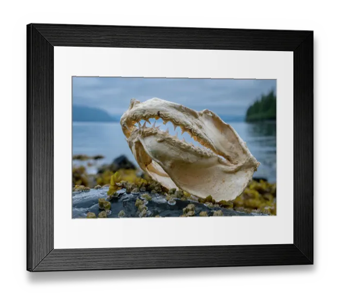Framed Print : Jaws of Salmon shark (Lamna ditropis), Prince William Sound, Alaska, USA. July Framed Print : Jaws of Salmon shark (Lamna ditropis), Prince William Sound, Alaska, USA. July