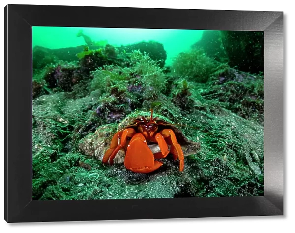 Pacific red hermit crab (Elassochirus gilli) on sea floor, Prince William Sound, Alaska, USA, Pacific Ocean