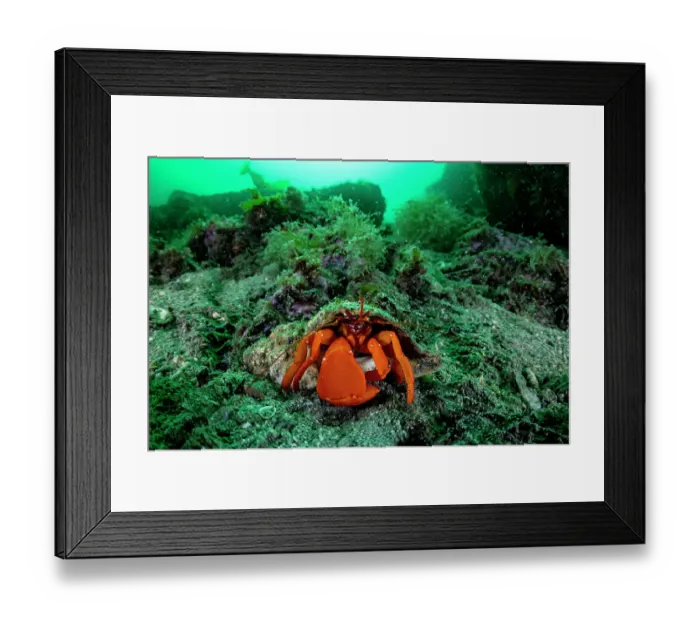 Framed Print : Pacific red hermit crab (Elassochirus gilli) on sea floor, Prince William Sound, Alaska, USA, Pacific Ocean Framed Print : Pacific red hermit crab (Elassochirus gilli) on sea floor, Prince William Sound, Alaska, USA, Pacific Ocean