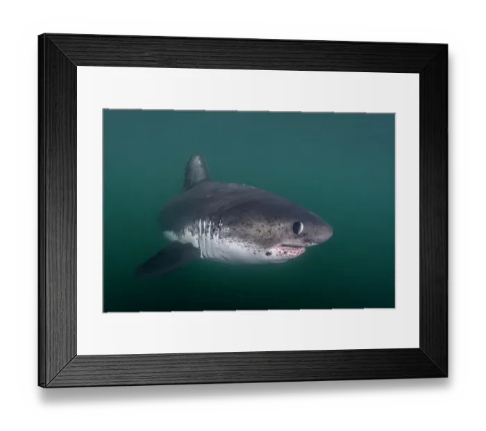 Framed Print : Salmon shark (Lamna ditropis) swimming, Prince William Sound, Alaska, USA, Pacific Ocean Framed Print : Salmon shark (Lamna ditropis) swimming, Prince William Sound, Alaska, USA, Pacific Ocean