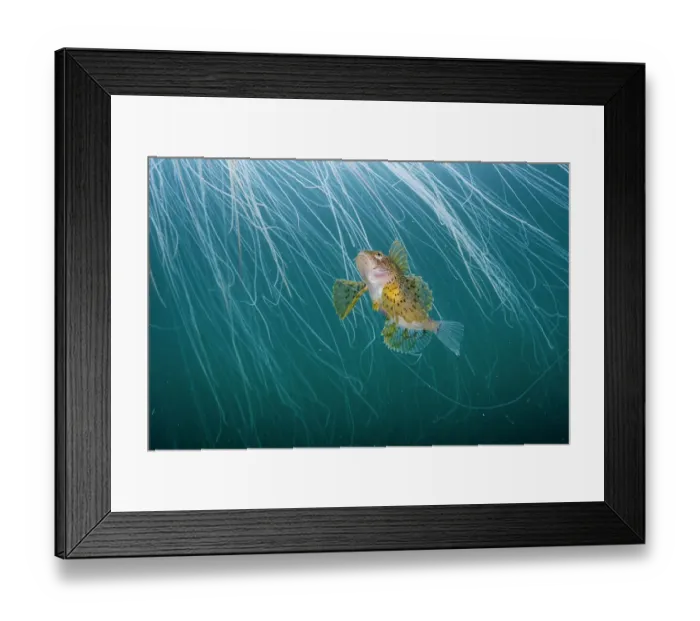 Framed Print : Lion's mane jellyfish (Cyanea capillata) with commensal Crested sculpin (Blepsias bilobus) sheltering amongst stinging tentacles, Prince William Sound, Alaska, USA, Pacific Ocean Framed Print : Lion's mane jellyfish (Cyanea capillata) with commensal Crested sculpin (Blepsias bilobus) sheltering amongst stinging tentacles, Prince William Sound, Alaska, USA, Pacific Ocean