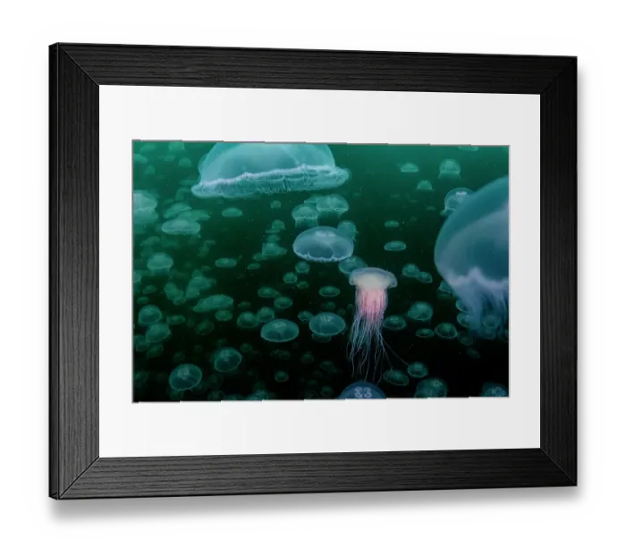 Framed Print : Lion's mane jellyfish (Cyanea capillata) preying upon smack of Moon jellyfish (Aurelia aurita), Prince William Sound, Alaska, USA, Pacific Ocean Framed Print : Lion's mane jellyfish (Cyanea capillata) preying upon smack of Moon jellyfish (Aurelia aurita), Prince William Sound, Alaska, USA, Pacific Ocean