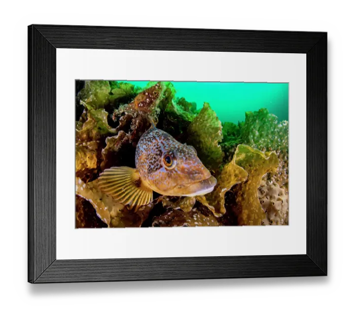 Framed Print : Kelp greenling (Hexagrammos decagrammus), female, resting on bed of kelp (Laminariales), Prince William Sound, Alaska, USA, Pacific Ocean Framed Print : Kelp greenling (Hexagrammos decagrammus), female, resting on bed of kelp (Laminariales), Prince William Sound, Alaska, USA, Pacific Ocean