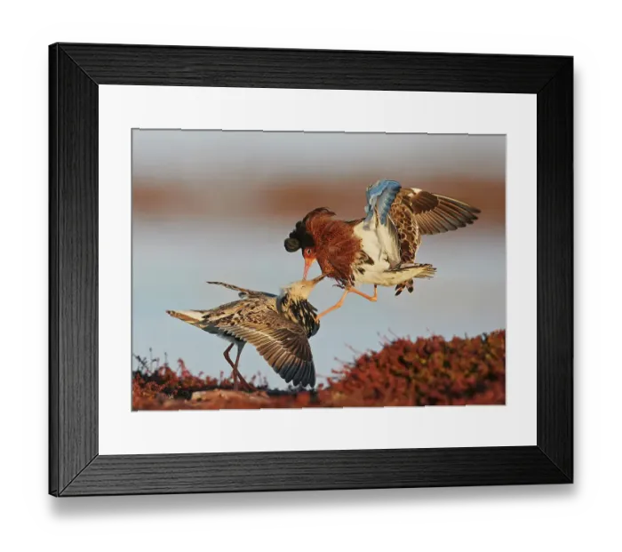 Framed Print : Two Ruffs (Philomachus pugnax) male, competing at a lek, Vardo, Norway. May Framed Print : Two Ruffs (Philomachus pugnax) male, competing at a lek, Vardo, Norway. May