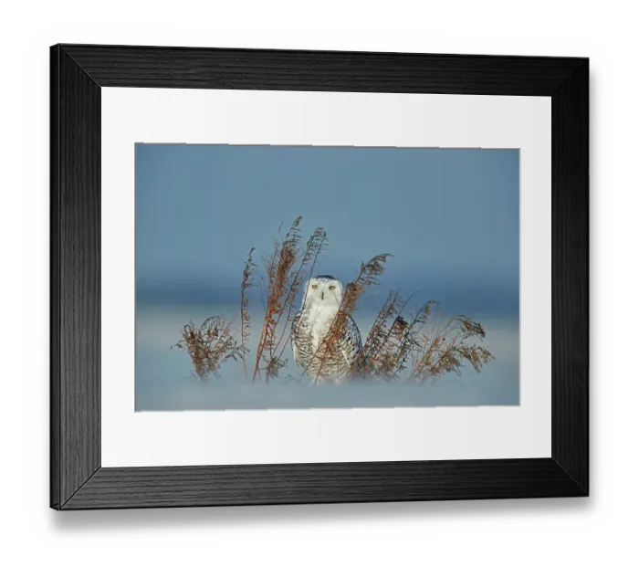 Framed Print : Snowy owl (Bubo scandiaca) standing behind dried plant in snow, Canada. January Framed Print : Snowy owl (Bubo scandiaca) standing behind dried plant in snow, Canada. January