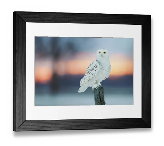 Framed Print : Snowy owl (Bubo scandiaca) perched on wodden post at dusk, Canada. February Framed Print : Snowy owl (Bubo scandiaca) perched on wodden post at dusk, Canada. February