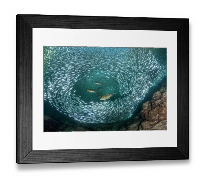 Framed Print : Leopard grouper (Mycteroperca rosacea) and Dentex (Dentex dentex) hunting a huge school of Sardines (Sardina pilchardus) in shallow water, Espiritu Santo archipelago, Sea of Cortez, Mexico Framed Print : Leopard grouper (Mycteroperca rosacea) and Dentex (Dentex dentex) hunting a huge school of Sardines (Sardina pilchardus) in shallow water, Espiritu Santo archipelago, Sea of Cortez, Mexico