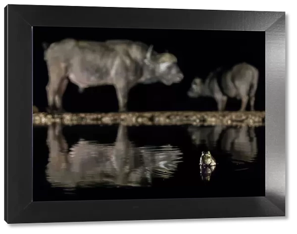 Frog (Anura) in waterhole at night with two Cape buffalo (Syncerus caffer) in background, Zimanga Game Reserve, KwaZulu-Natal, South Africa