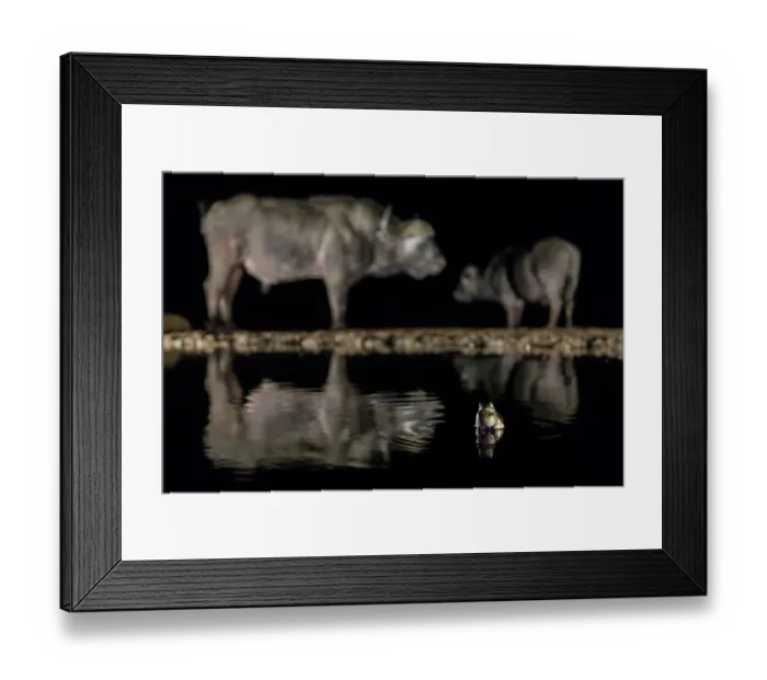Framed Print : Frog (Anura) in waterhole at night with two Cape buffalo (Syncerus caffer) in background, Zimanga Game Reserve, KwaZulu-Natal, South Africa Framed Print : Frog (Anura) in waterhole at night with two Cape buffalo (Syncerus caffer) in background, Zimanga Game Reserve, KwaZulu-Natal, South Africa
