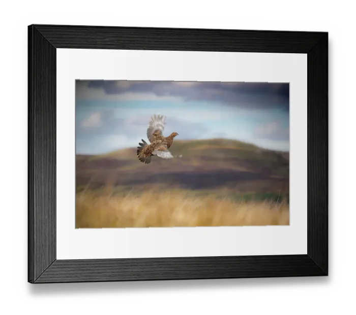 Framed Print : Red grouse (Lagopus lagopus) in flight over moorland, Yorkshire, UK. September Framed Print : Red grouse (Lagopus lagopus) in flight over moorland, Yorkshire, UK. September