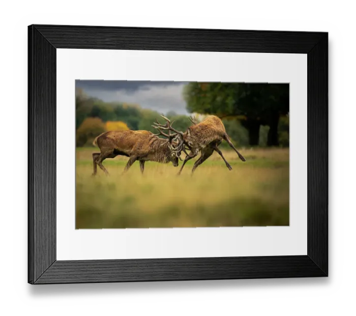 Framed Print : Two Red deer (Cervus elaphus) stags, fighting during the rut, Cheshire, UK. July Framed Print : Two Red deer (Cervus elaphus) stags, fighting during the rut, Cheshire, UK. July