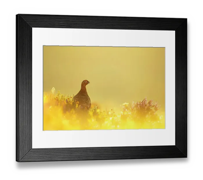 Framed Print : Red grouse (Lagopus lagopus) on moorland at sunrise, Peak District National Park, UK. August Framed Print : Red grouse (Lagopus lagopus) on moorland at sunrise, Peak District National Park, UK. August