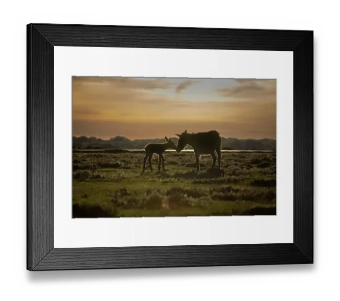 Framed Print : New Forest donkeys, female with foal, standing on grassland, touching noses at dusk, New Forest National Park, Hampshire, England, UK. May Framed Print : New Forest donkeys, female with foal, standing on grassland, touching noses at dusk, New Forest National Park, Hampshire, England, UK. May